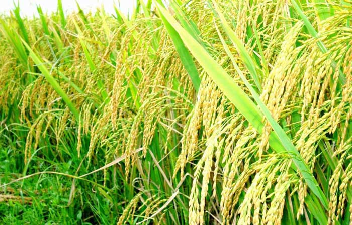 Kinh Môn: Hỗ trợ phân bón hữu cơ cho vùng lúa nếp cái hoa vàng tập trung